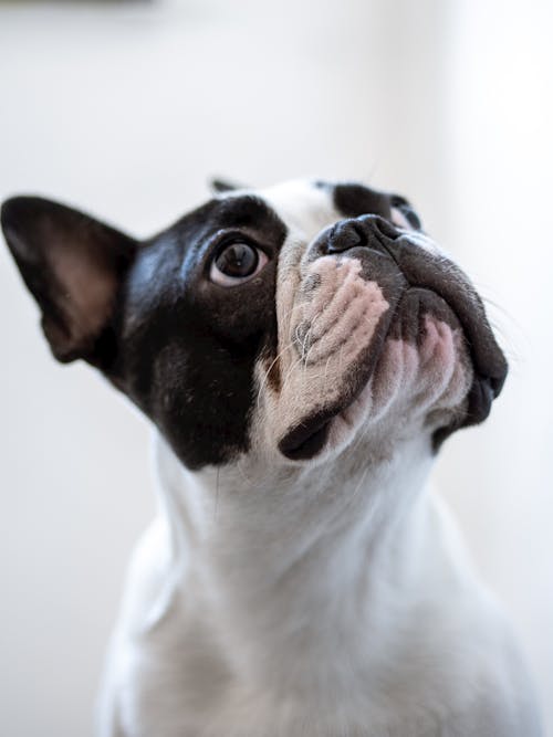 Ücretsiz Beyaz Ve Siyah Kısa Tüylü Bulldog Stok Fotoğraflar