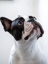 一只可爱的法国斗牛犬抬起头，特写肖像突出了它富有表情的眼睛