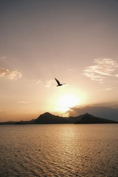 A bird soars gracefully against a golden sunset over a tranquil sea with silhouetted mountains.