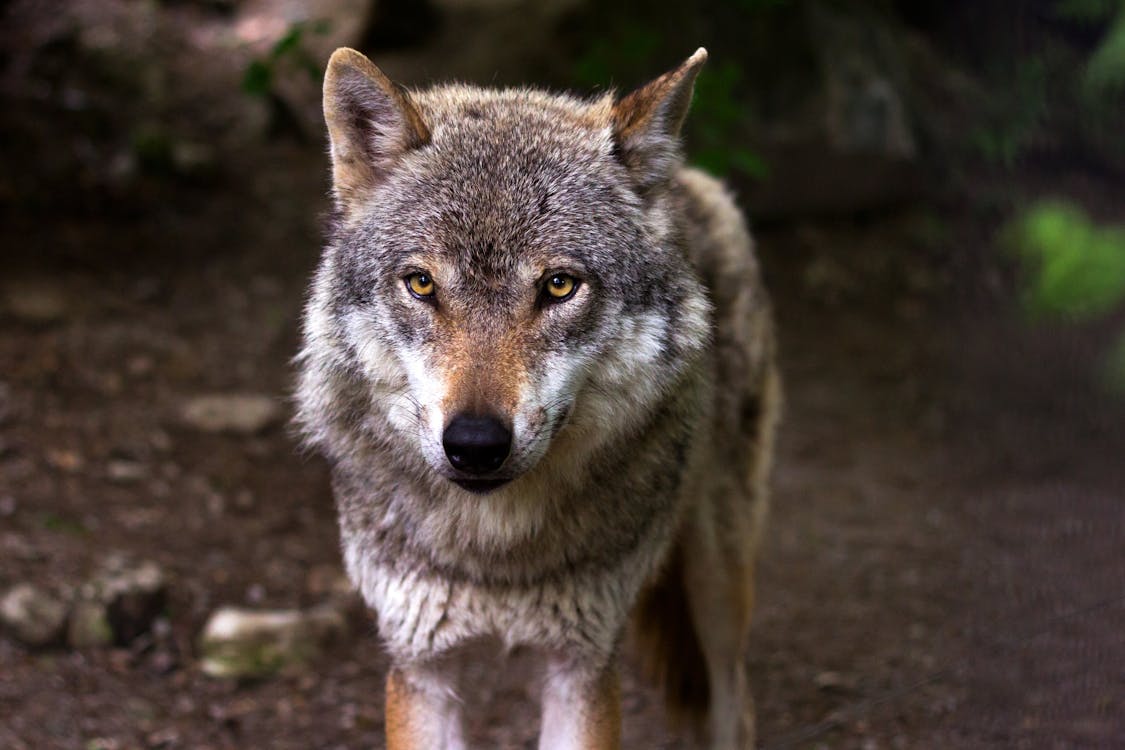 A grey and white wolf