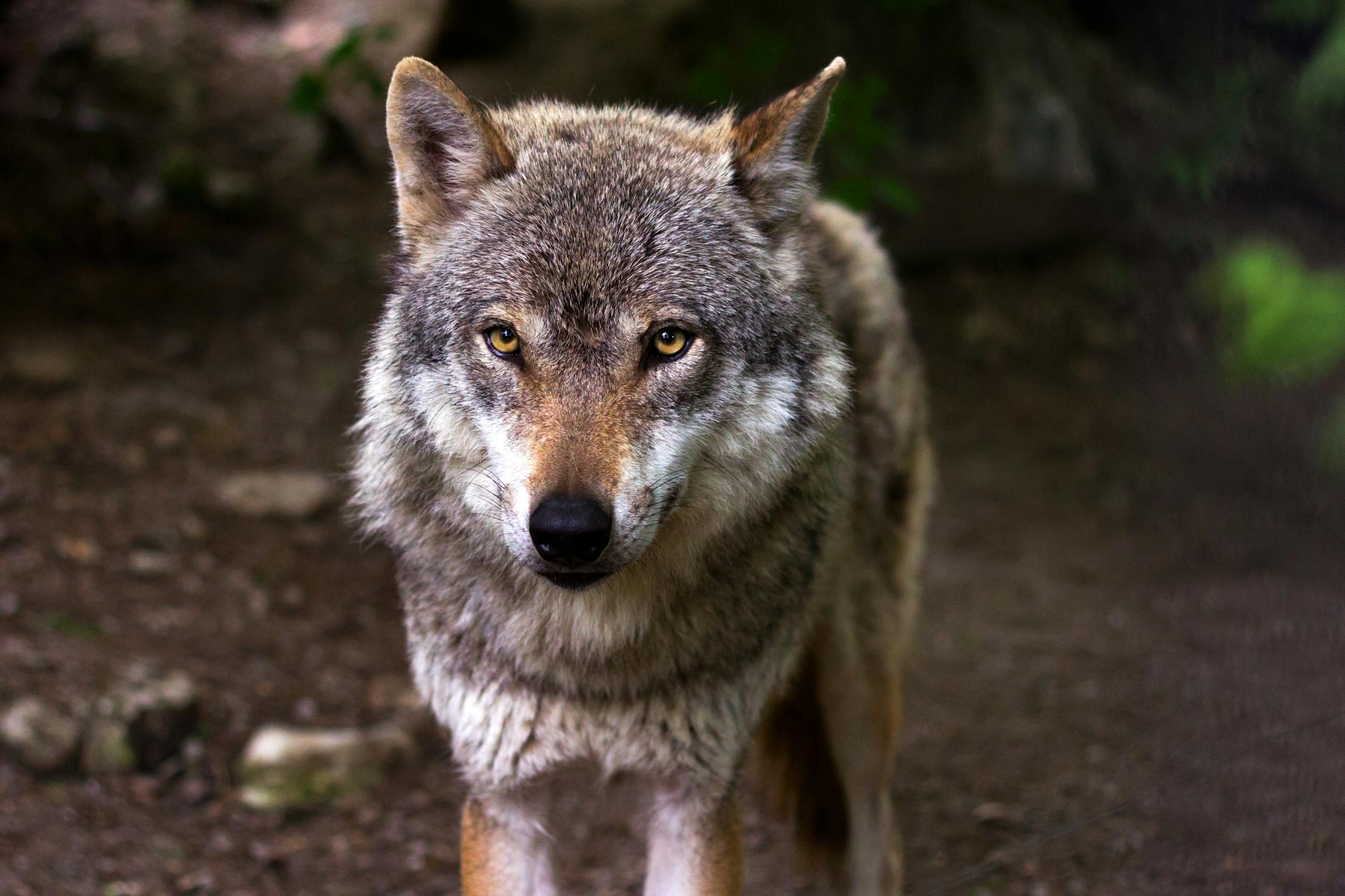 wolf Photo by Pixabay from Pexels: https://www.pexels.com/photo/gray-and-white-wolf-39310/