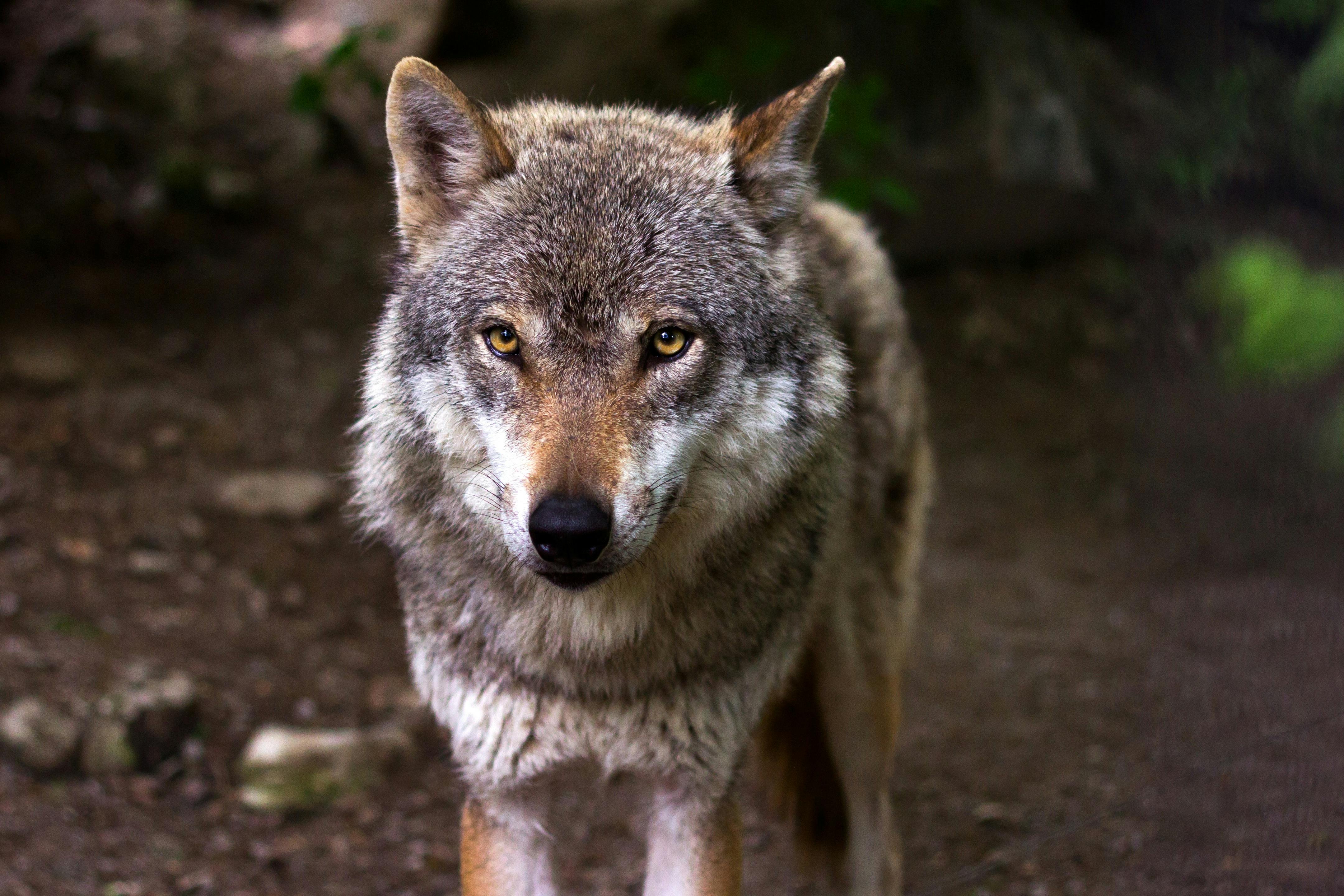 awesome pics of wolves