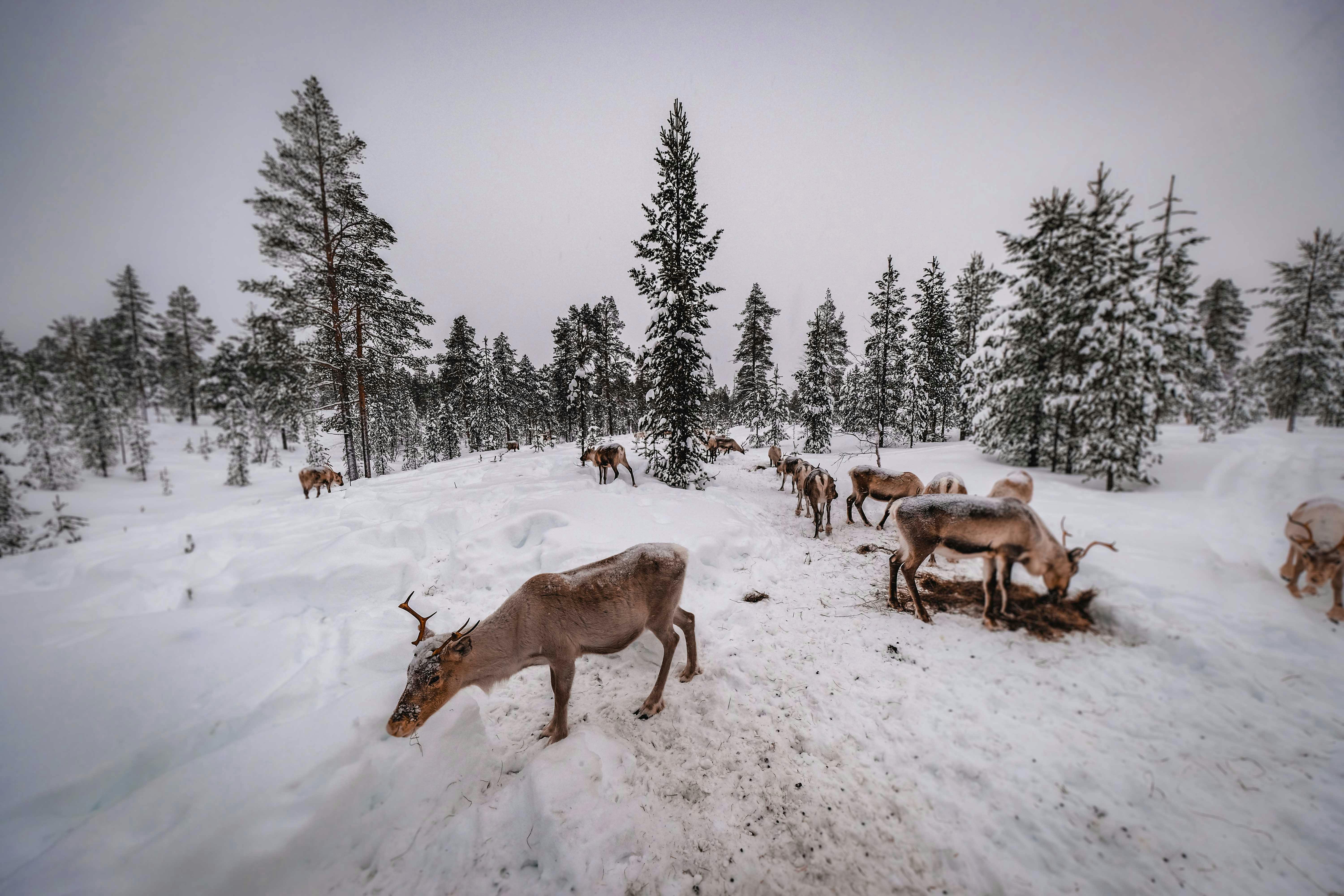 herd-of-deer-on-snow-covered-ground-free-stock-photo