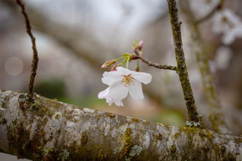 Free stock photo of flower, tree Stock Photo