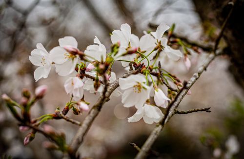 Free stock photo of bloom, flower, tree Stock Photo