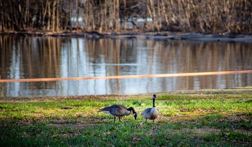 Free stock photo of geese, goose, water Stock Photo