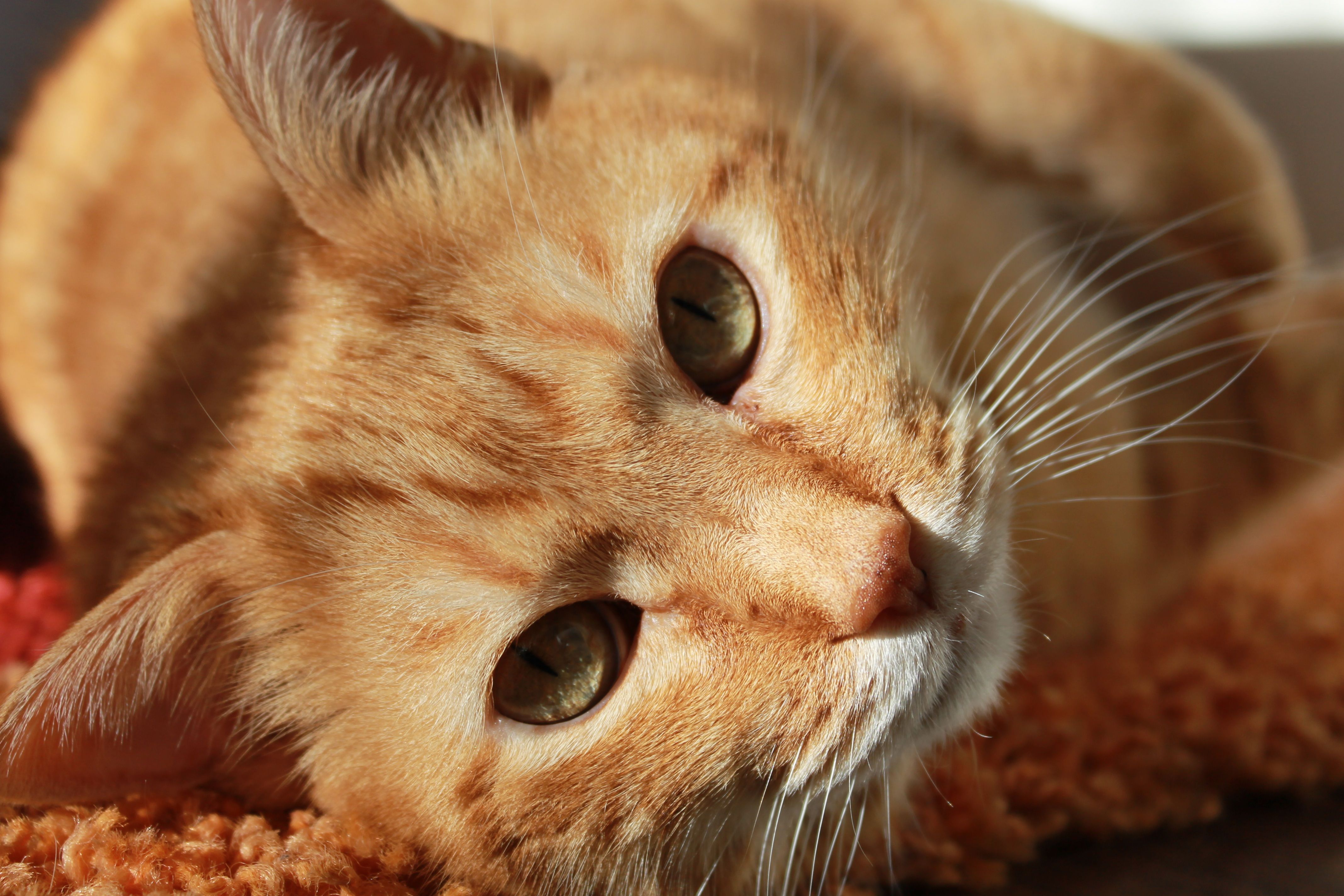 Short fur Brown Tabby Cat Free Stock Photo