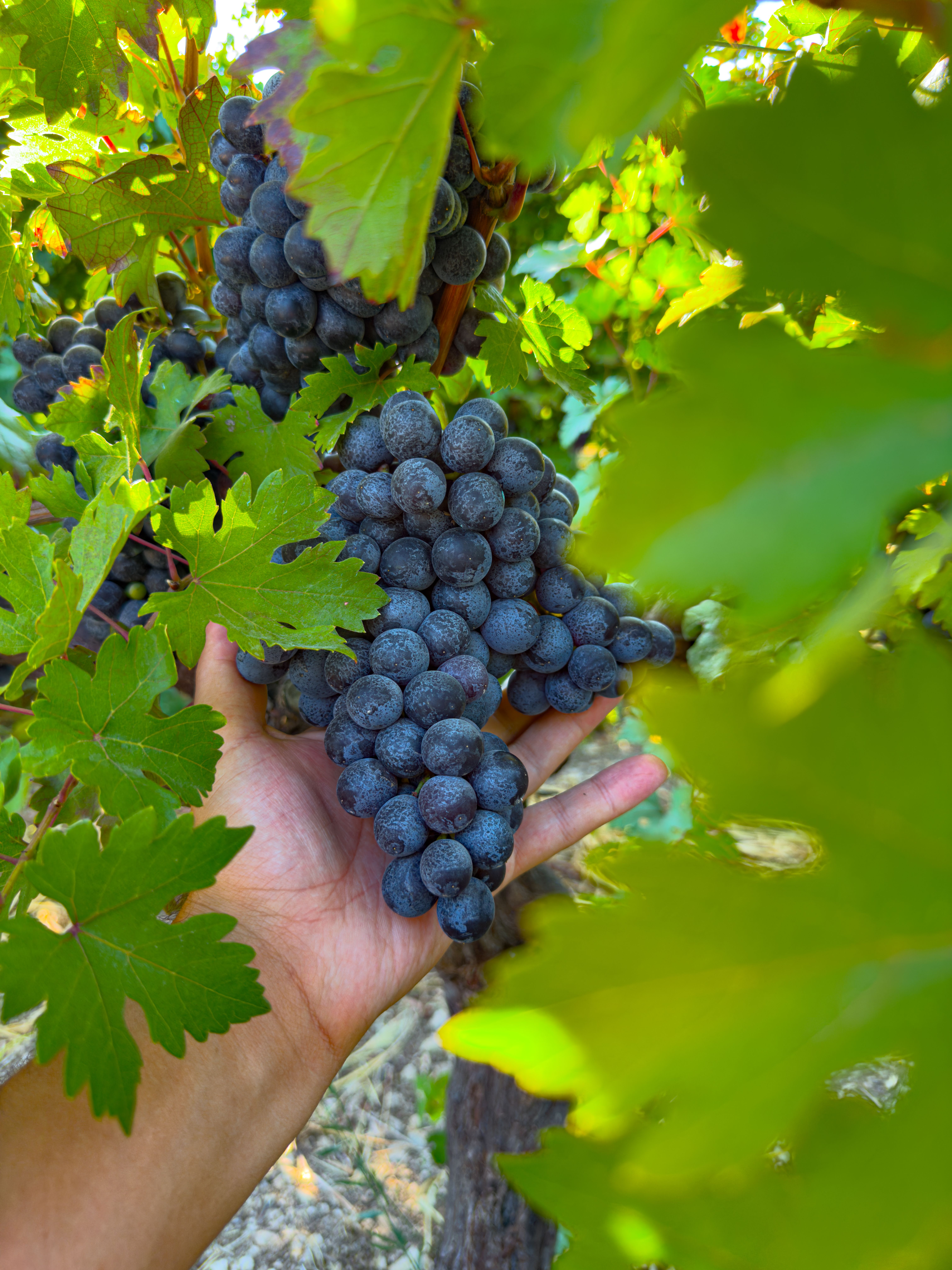 Close-up of hand holding ripe grapes on the vine, surrounded by green leaves in a vineyard.