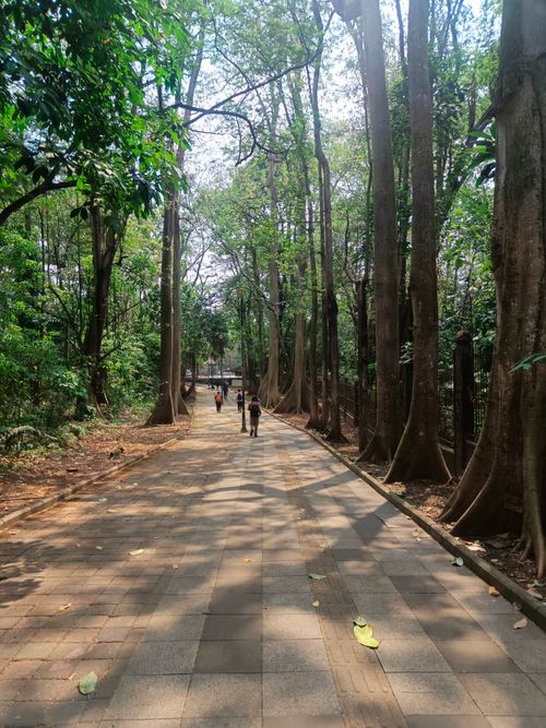 Free A serene paved path through a dense, sunlit forest with towering trees and people strolling. Stock Photo