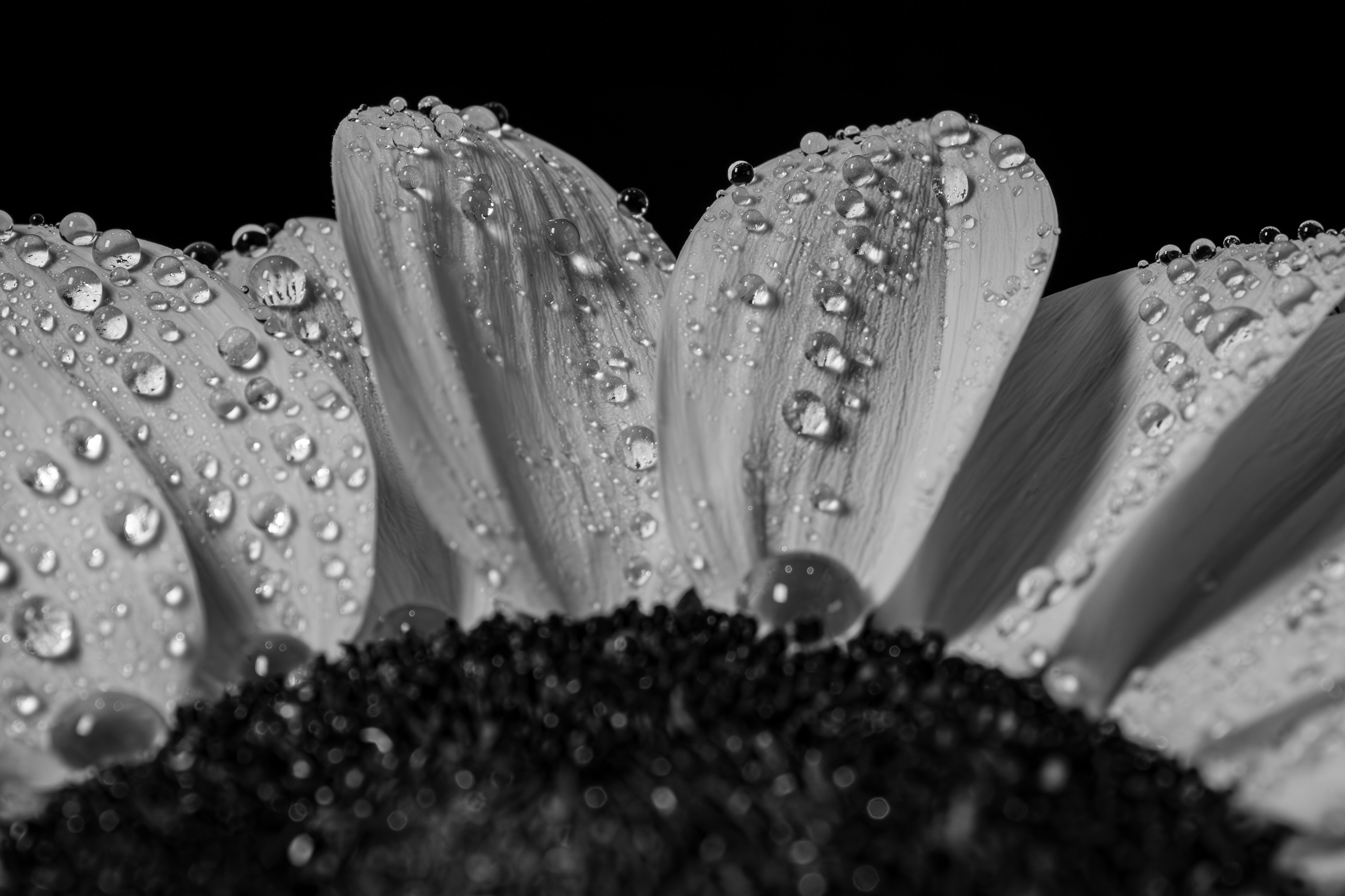 Fotografia macro monocromática de um girassol mostrando gotas de orvalho nas pétalas, perfeita para temas de natureza e minimalismo.