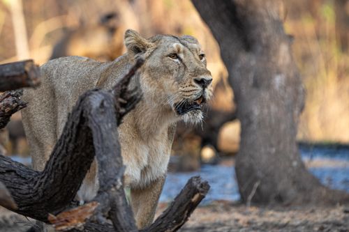 Free A lioness attentively observes in the natural habitat of Sasan Gir, Gujarat, India. Stock Photo