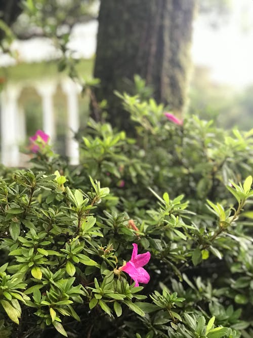 Pink Flower And Green Leaves