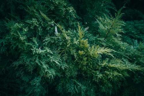 Free Close-up of evergreen juniper shrub displaying fresh green foliage texture. Stock Photo