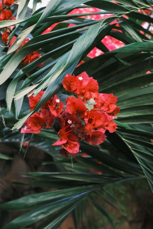 Free Red bougainvillea flowers stand out amidst lush green palm leaves, creating a vivid natural scene. Stock Photo