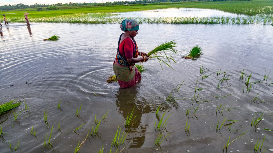 Planting rice in a paddy field