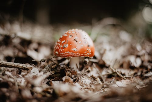 Free Red Fly Agaric Mushroom in Tilt Shift Lens Stock Photo