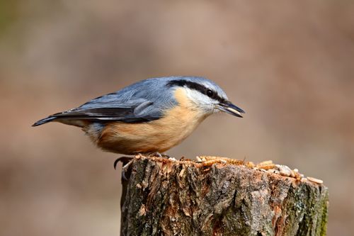 Free Close-up of a nuthatch on a tree stump showcasing its vibrant plumage in a natural setting. Stock Photo