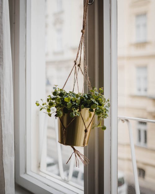 Green Plant On A Pot