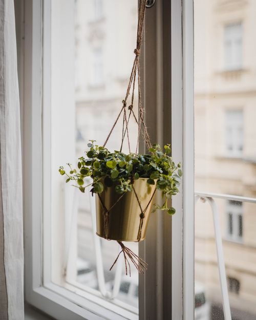 Free A lush green plant in a gold pot hangs by a window with a view of Salzburg architecture. Stock Photo