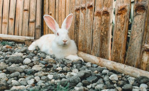 Free A serene white rabbit rests against a wooden bamboo fence in a garden setting. Stock Photo