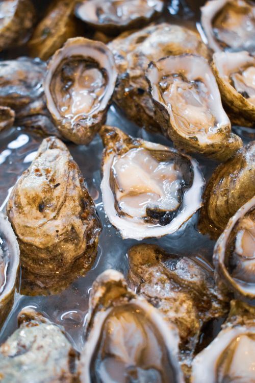 Free Close-up of juicy freshly shucked oysters on ice at Ensenada market, perfect for seafood lovers. Stock Photo