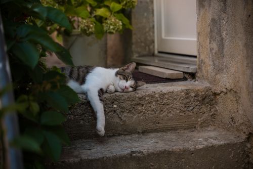 Free A peaceful cat sleeping on outdoor stone steps, surrounded by greenery. Stock Photo