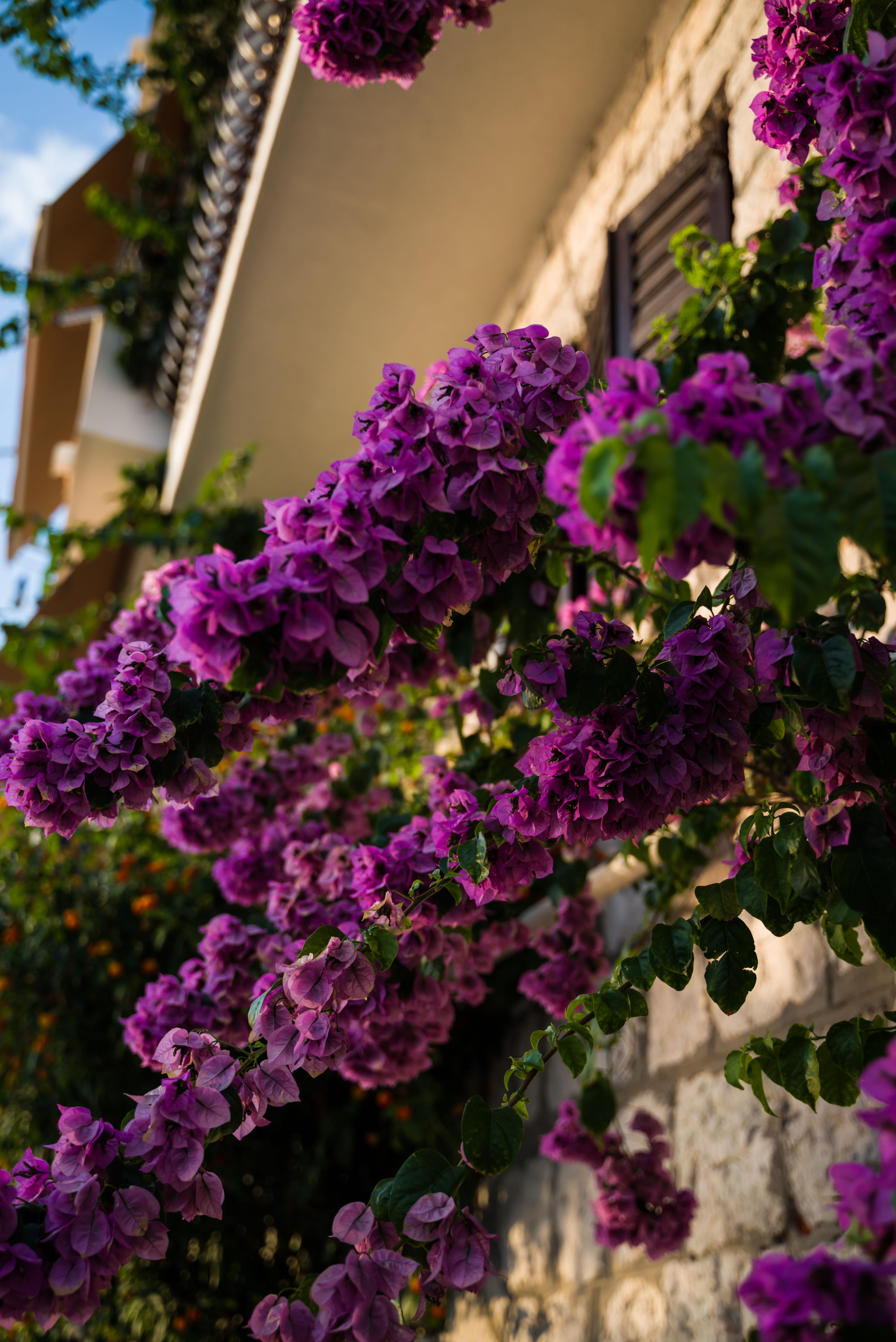 窓の近くの紫のブーゲンビリアの花 · 無料の写真素材