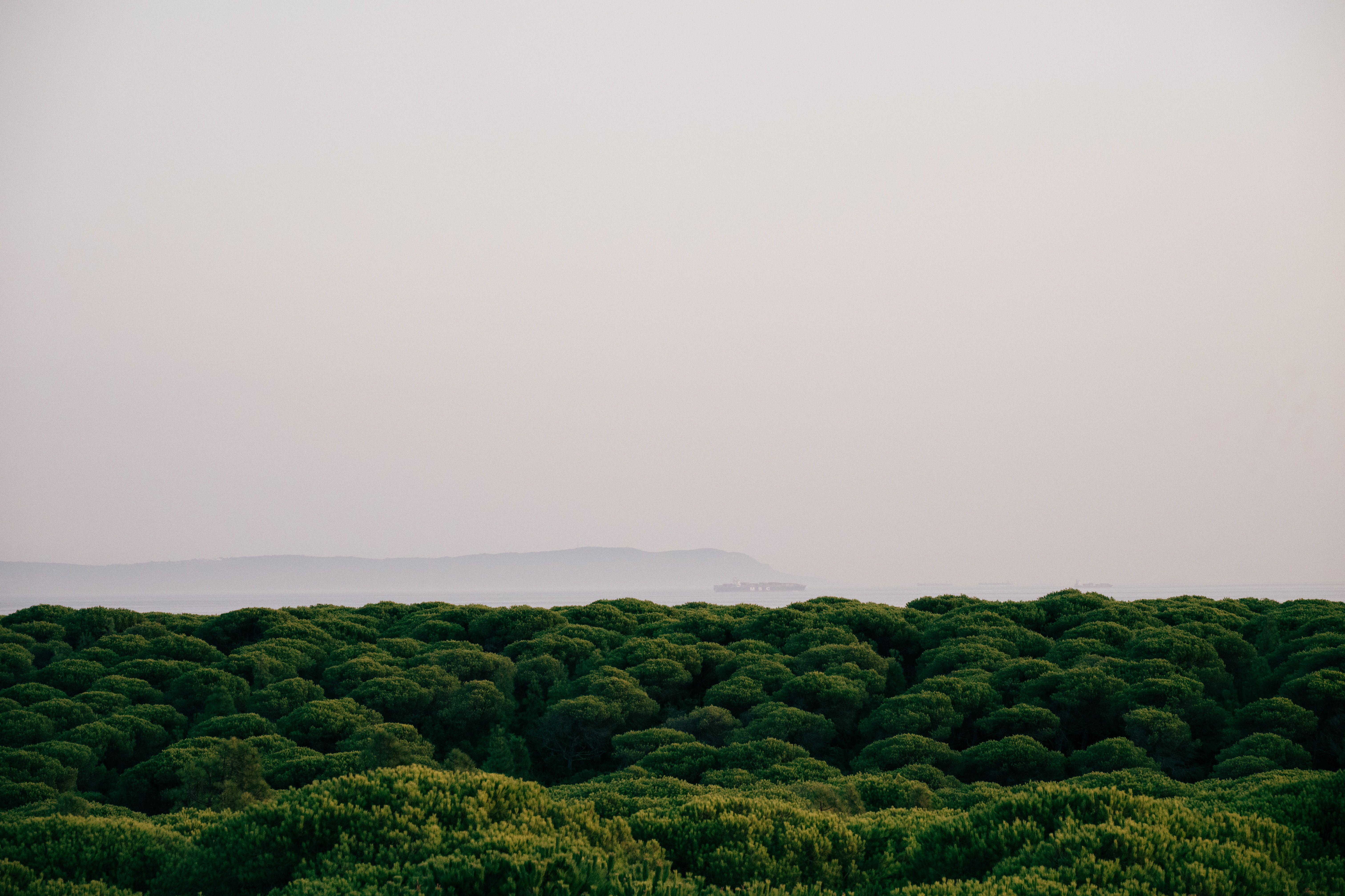 Fotomural Vista panorámica de un denso bosque bajo un cielo despejado, capturada con luz natural.