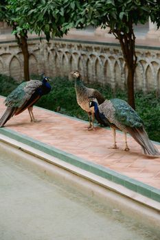 Three peacocks roam a beautiful garden terrace with historical arches.