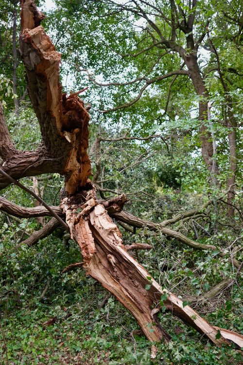 Free A dramatic fallen tree trunk amidst lush greenery in a dense forest setting. Stock Photo