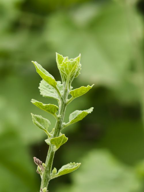 Free A vibrant close-up of a leafy plant with fresh green foliage in Nagka, India. Stock Photo