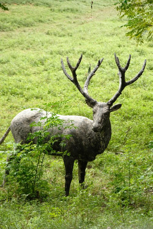 Free A captivating view of a majestic stag with antlers standing in a lush green forest. Stock Photo