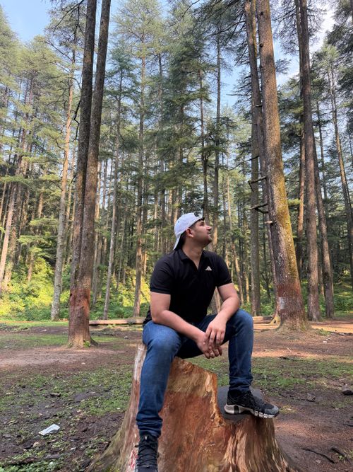 Free A man in casual clothing sits on a tree stump, surrounded by a serene pine forest in daylight. Stock Photo