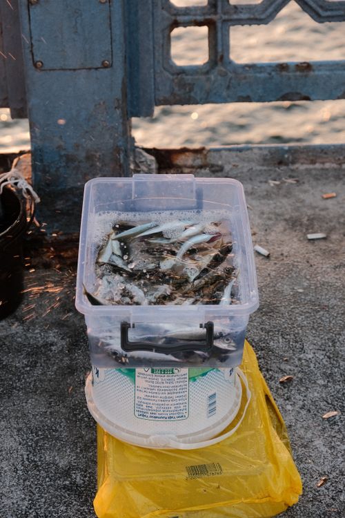 Free A container of freshly caught fish sitting by the sea on a sunny day, perfect for seafood-themed projects. Stock Photo