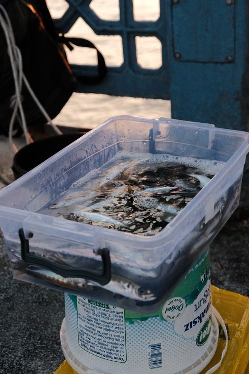Free A fresh catch of fish stored in a plastic container, set on a pier at sunset. Stock Photo