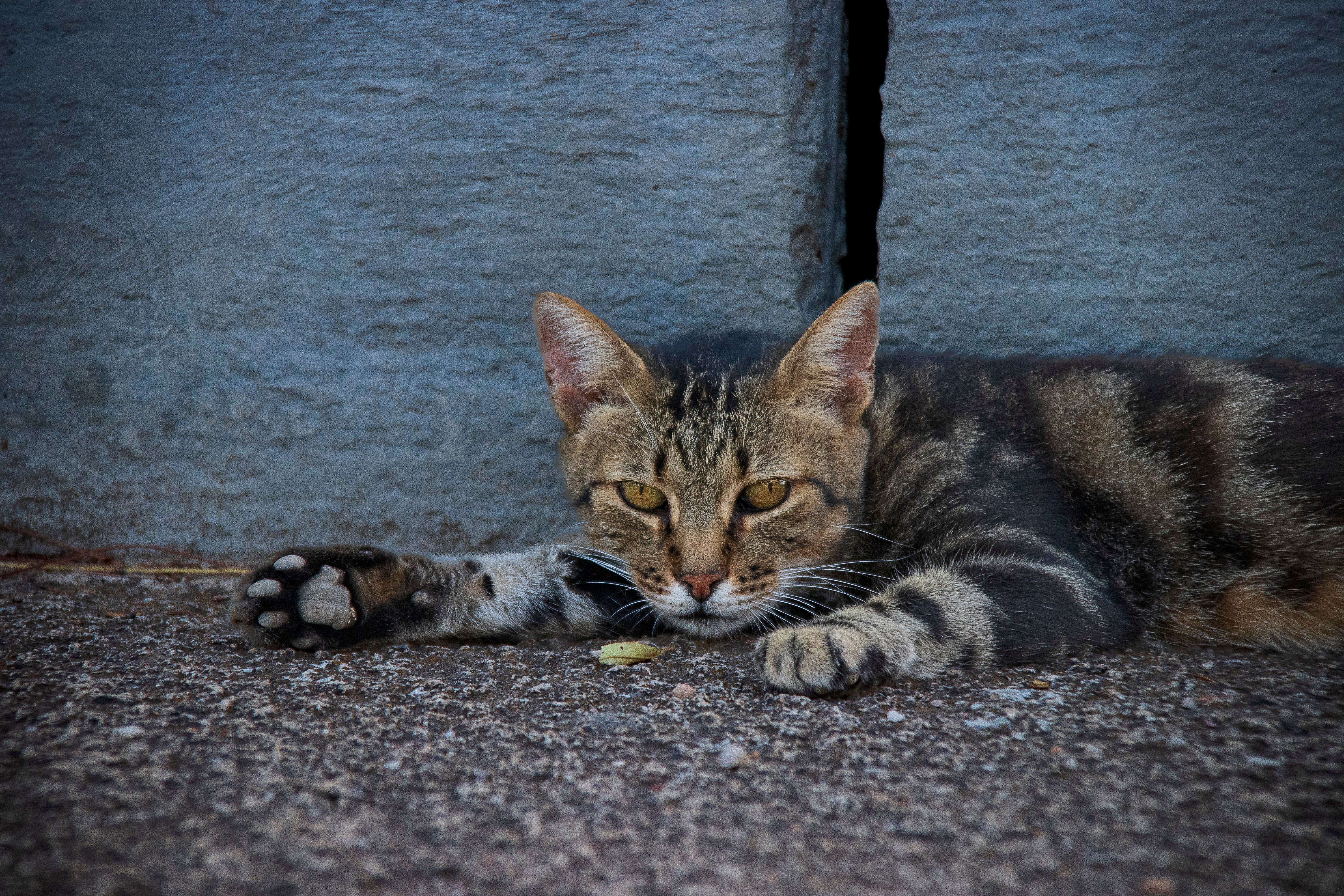 Albacete — Street, Albacete