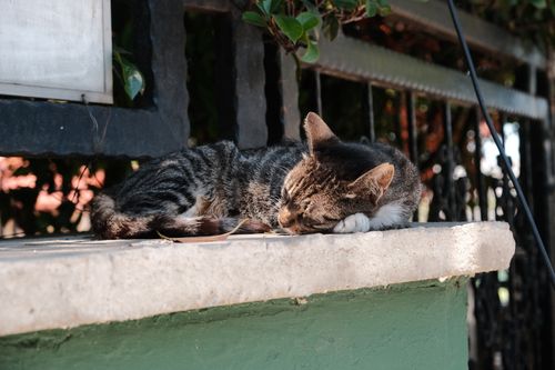 Free A serene image of a tabby cat napping on a ledge, capturing a peaceful moment in nature. Stock Photo