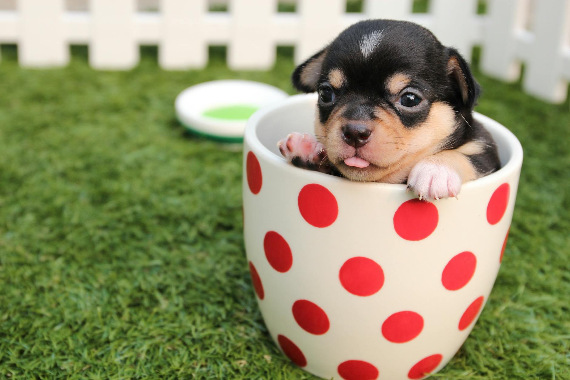 Black and brown puppy in polka dot mug on green field.