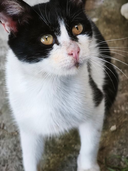 Free A close-up portrait of a tuxedo cat with golden eyes looking upwards. Stock Photo