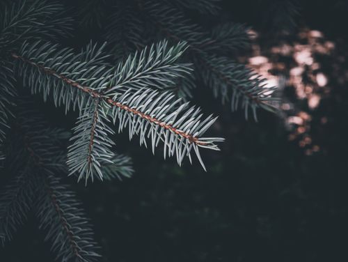 Free Detailed close-up of evergreen pine branch showcasing sharp needles against a dark background. Stock Photo