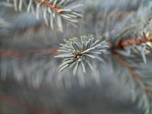 Free A macro shot showcasing the intricate details of a blue spruce tree branch with a soft focus background. Stock Photo