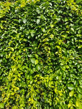 Vibrant green ivy leaves covering a wall, perfect for nature backgrounds.