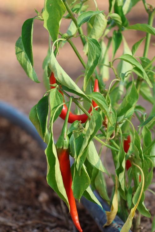 Free Vibrant red chili peppers on a plant in sunlight, highlighting the freshness of organic gardening. Stock Photo
