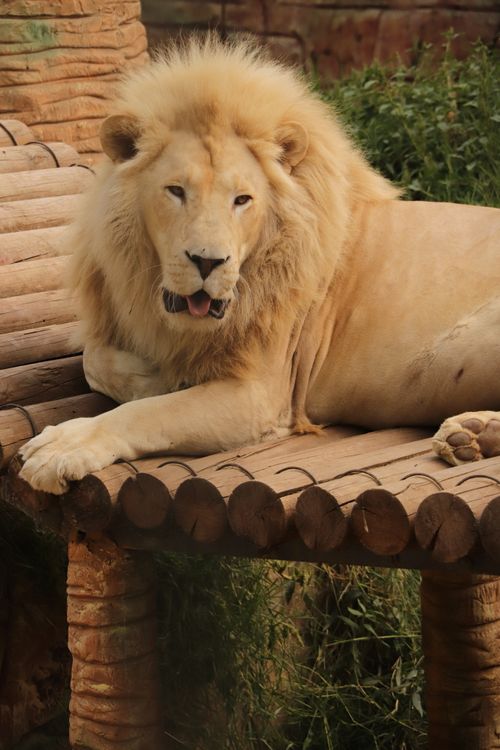 Free A serene white lion majestically lounges on a sturdy wooden platform with lush greenery surrounding. Stock Photo