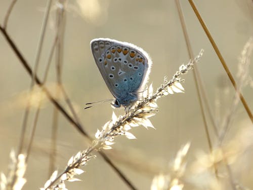 Blue and White Butterfly Perched on Brown Grass