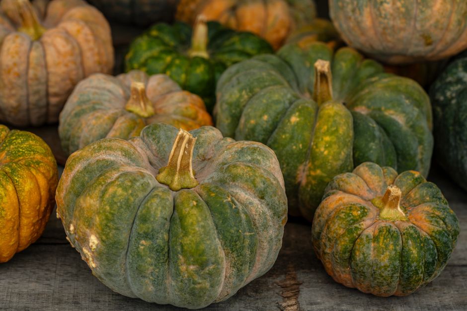 Country Pumpkin
