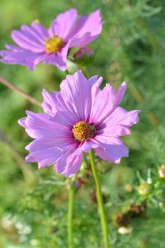 Close-up of vibrant pink cosmos flowers blooming in a garden setting.