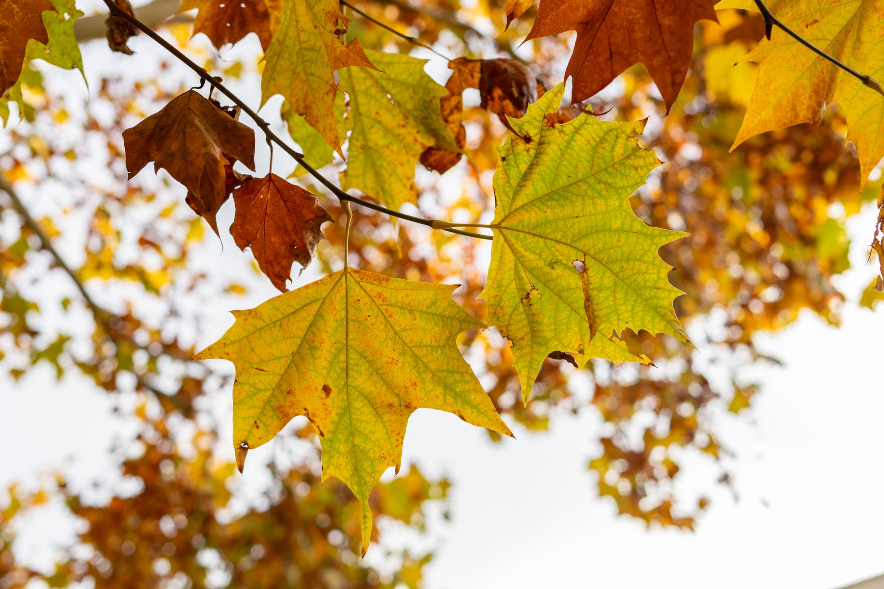 Washington Park in November: What to Expect When Leaves Fall