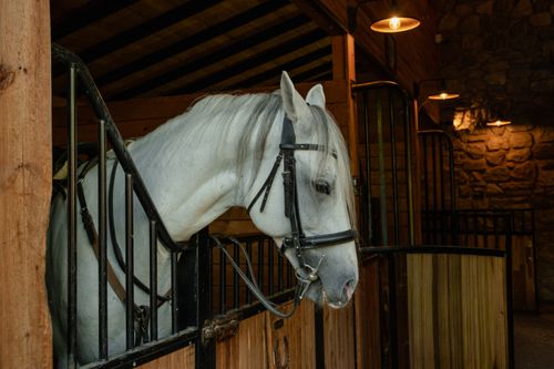 Free A white horse standing inside a rustic wooden stable with warm ambient lighting. Stock Photo