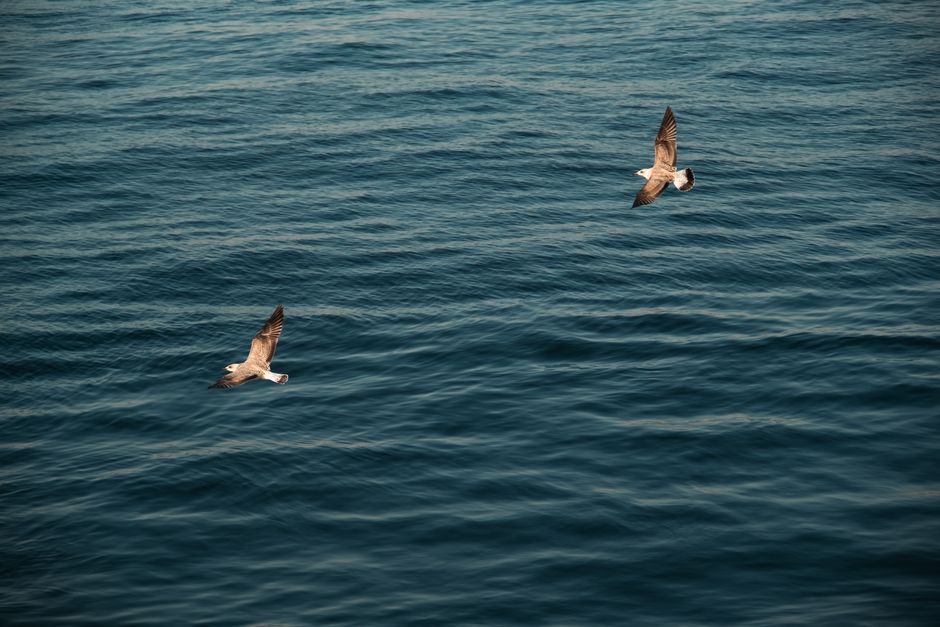 Two seagulls gracefully fly over the vast ocean, capturing the freedom of the open sea.